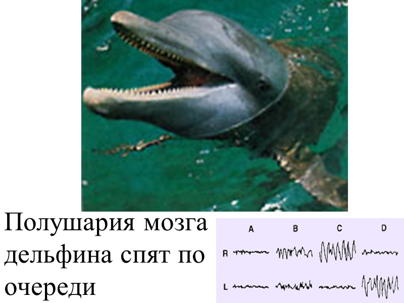 Полушария мозга дельфина спят по очереди